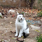 TK909 GPS Pet Locator Anti-Lost Device